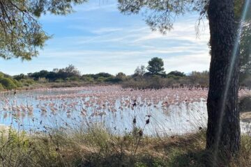 Cómo llegar al embarcadero de la Albufera